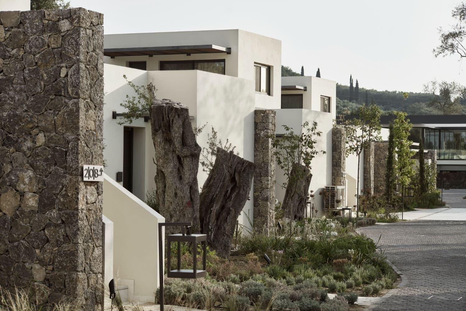 Stone walls and olive trunks along a curved pathway